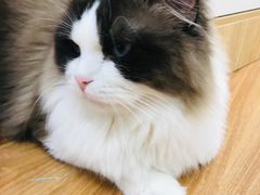 -COLOR PETS 撸猫馆·购猫·猫咖(长风大悦城店)