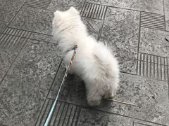 -成都民大动物医院
