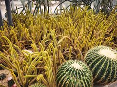 -深圳仙湖植物园