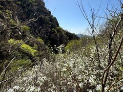 -大岭沟猕猴桃谷风景区