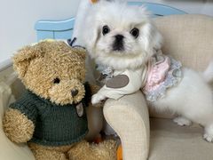 -读宠于你·约克夏比熊·睫角守宫·爬宠售卖(高新店)