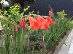 iphone_upload_pic-长安寺