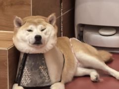 -和它·交个朋友·狗咖猫咖(爱琴海店)