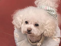 -和它·交个朋友·狗咖猫咖(爱琴海店)