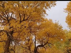 -金塔沙漠胡杨林景区
