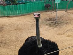 -西霞口神雕山野生动物世界