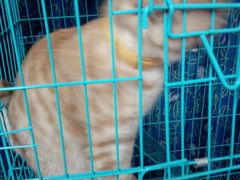宠物猫-胡椒猪肚汤(康王店)