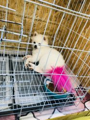 -萌宠家互动乐园