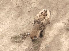 -西霞口神雕山野生动物世界