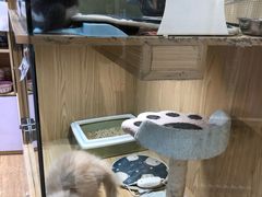-屋虎猫馆(宝安大仟里店)