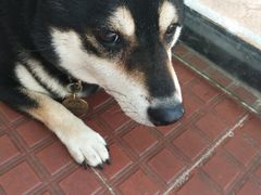 -柴犬高等学院·狗咖·柴犬售卖·宠物训练