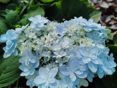 -石家庄市植物园