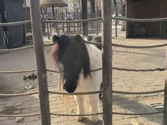 -保定市动物园
