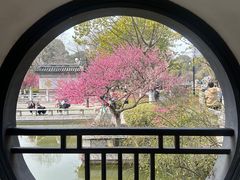 -红梅公园
