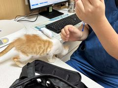 -瑞派康怡24h宠物医院·犬猫医疗中心·微创绝育(瑞景分院)