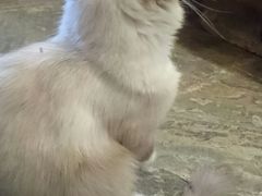 -猫咪博物馆(顶澳仔猫街店)