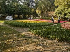 -上海鲜花港