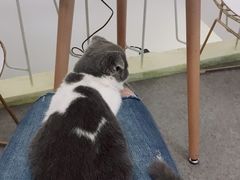 -豆老板的猫咖啡(碑林博物馆店)