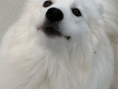 -共舞时光猫咖·狗咖(新街口店)