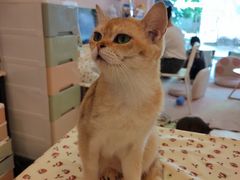 -猫咪派对(江南西店)