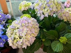 -双季花艺园艺市场(浦东店)