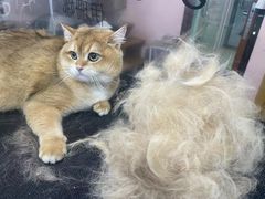 -车接车送·寄养洗护·德文猫舍(大宁店)