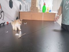 -喵百万·布偶·蓝金金渐层英短·猫舍(百子湾店)