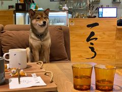 -柴务处·柴犬主题狗咖