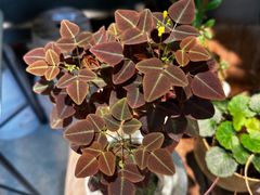 -自由生长植物工作室(深港花卉中心店)