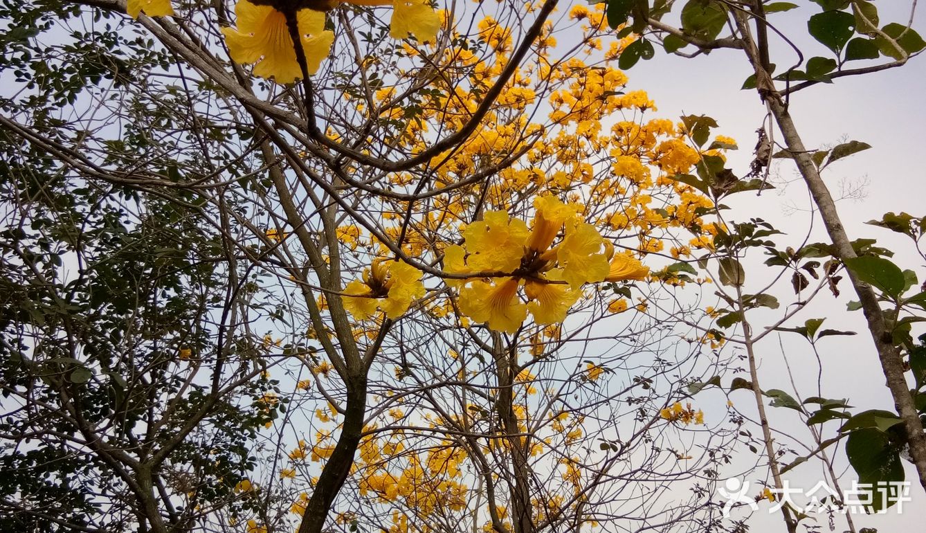 春日出游攻略3  云梯山的黄花铃木开啦