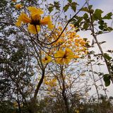 春日出游攻略3  云梯山的黄花铃木开啦