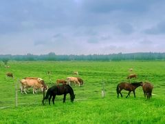 -塞罕坝国家级自然保护区