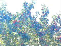 -黑龙江省森林植物园