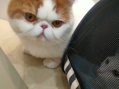-瑞派康怡24h宠物医院·犬猫医疗中心·微创绝育(瑞景分院)