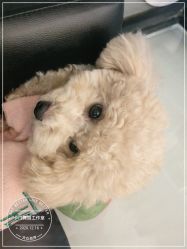 -卡门舞蹈