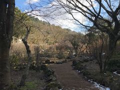 -汉拿树木园