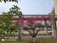 -武汉交通职业学院