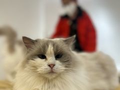 -1013 PET SHOP精品宠物商店(丁香店)