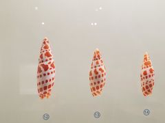 -青岛贝壳博物馆