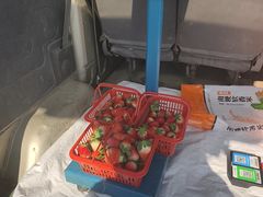 -胜丰草莓采摘园