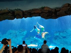 -芜湖新华联大白鲸海洋公园