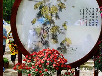 一年一度的上海共青国家森林公园菊花展又开幕了