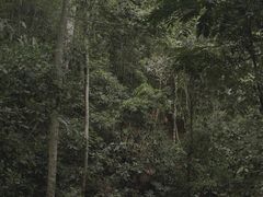 -西双版纳原始森林公园