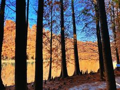 -上海海湾国家森林公园