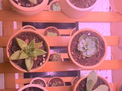 -富力希尔顿酒店·地阔自助餐厅