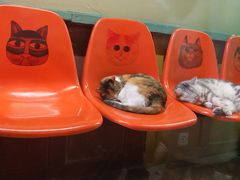 -猫咪博物馆(顶澳仔猫街店)