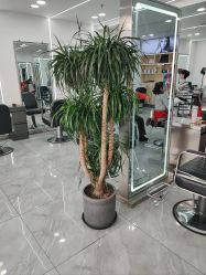 -Coo Hair salon