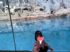 -帝企鹅自助餐厅•儿童岛•真企鹅(长隆企鹅酒店)