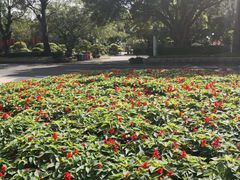 -东南花都花博园
