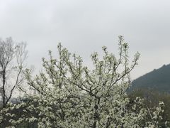 -树山生态村
